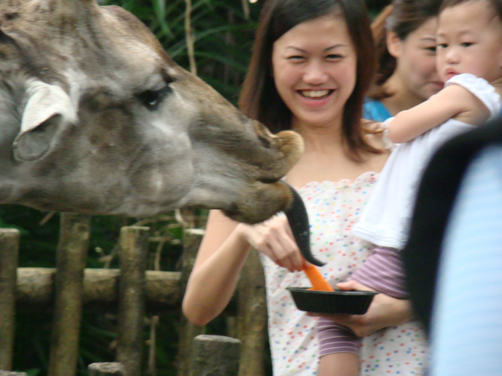 Giraffe Feeding at the Singapore Zoo