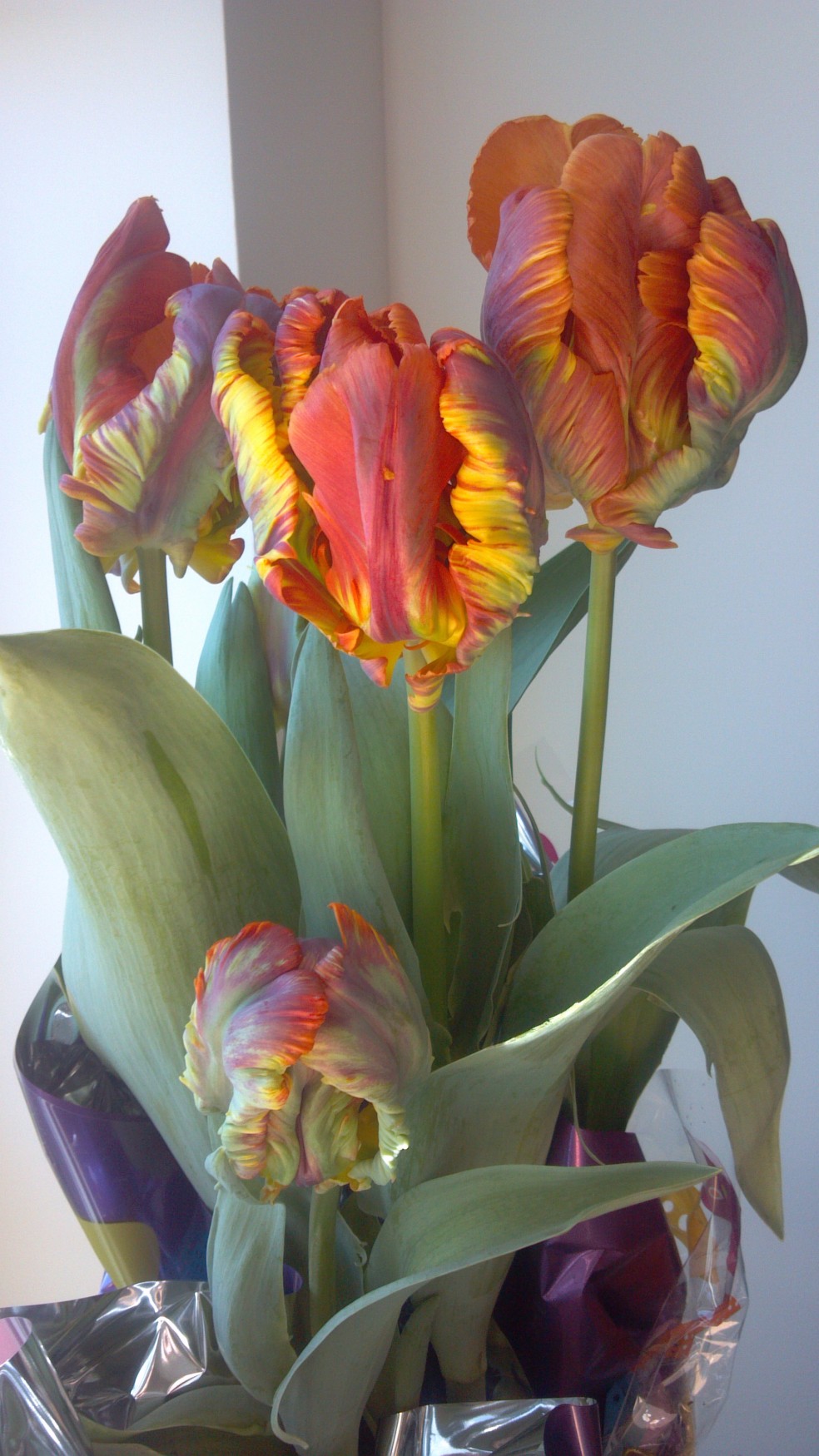 a group of tulips in a vase
