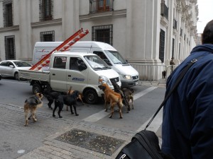 a group of dogs crossing a street