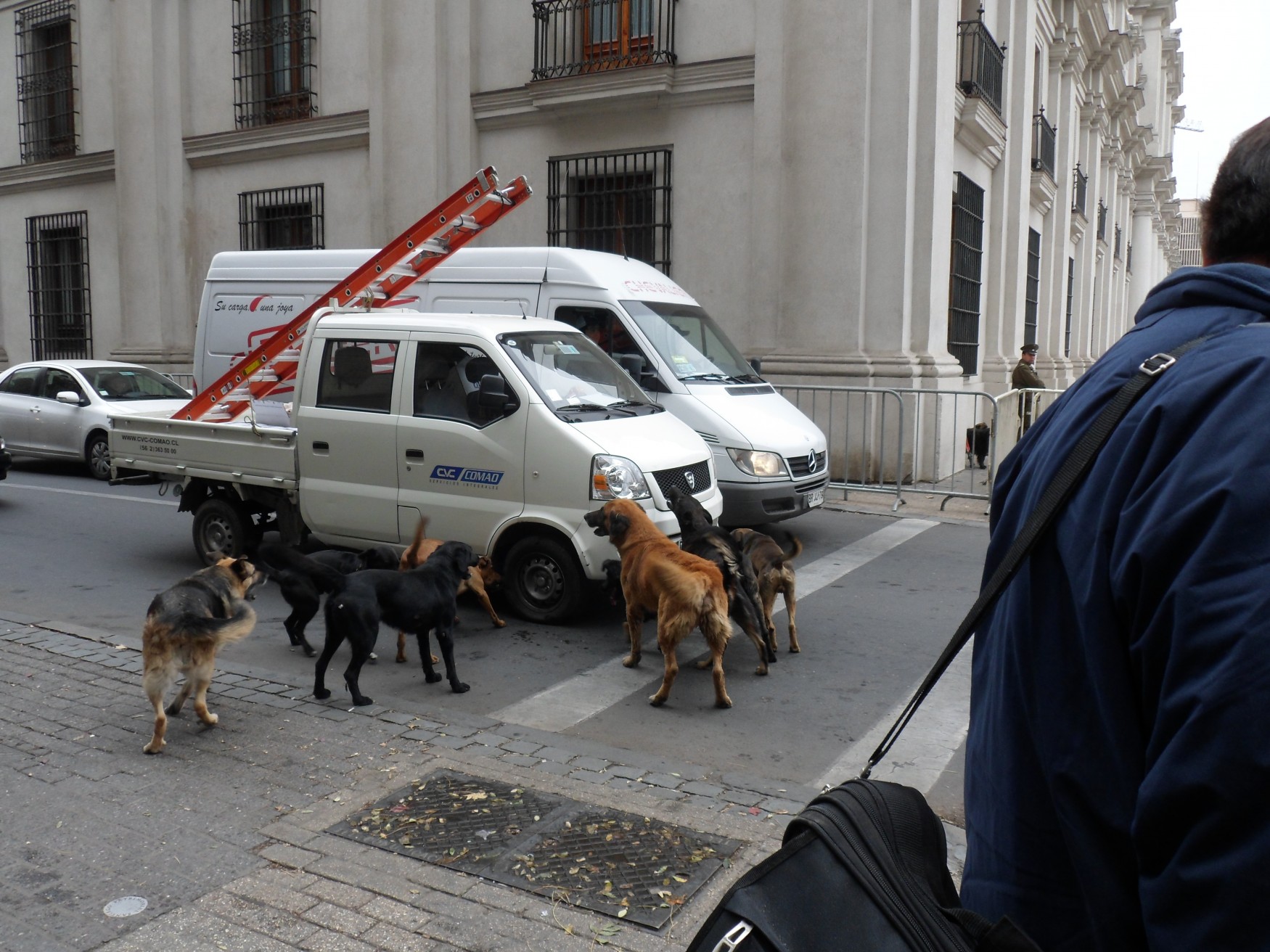 Mendoza Trip Report Teaser: Stray Dogs in Santiago