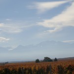 Vines in Uco Valley, Argentina