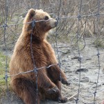 a bear sitting behind a fence