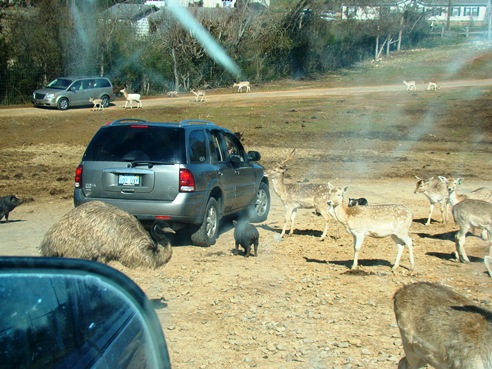 Exotic Animal Adventure...in Strawberry Plains, TN - Heels First Travel