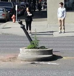a tree growing out of a concrete planter