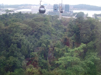 aerial view of a cable car in the forest