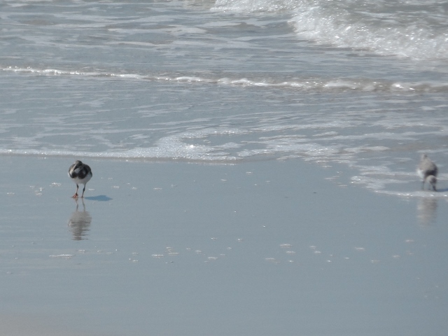 a bird on a beach