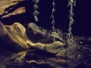a crocodile in the water