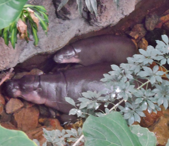 two hippos in a cave
