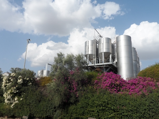 A Wine Taste of Israel: Golan Heights
