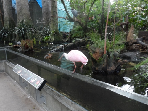 Florida Aquarium Tampa birds