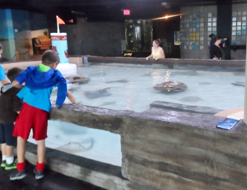 Florida Aquarium Tampa petting tank