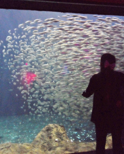 Florida Aquarium Tampa bait ball