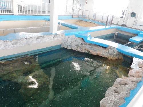 Clearwater Marine Aquarium turtle tanks
