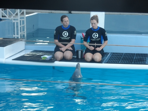 Clearwater Marine Aquarium dolphin training