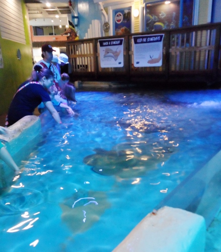 Clearwater Marine Aquarium sting ray petting tank