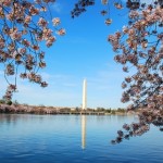 a tall tower with a lake and cherry blossoms