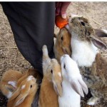a group of bunnies feeding a carrot