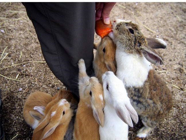 a group of bunnies feeding a carrot