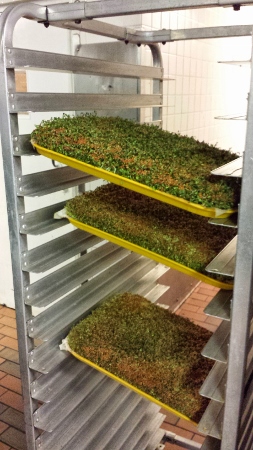a trays of green plants on a metal rack