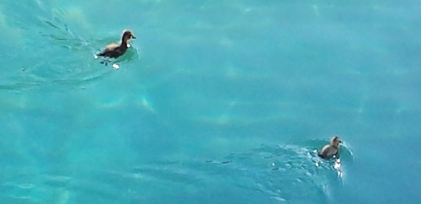 a duck swimming in the water