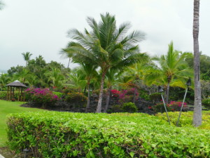 a palm trees and bushes