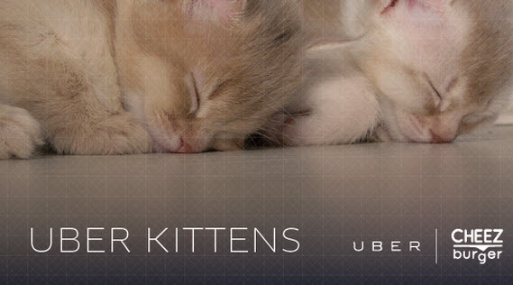 Rent A Kitten Through Uber!