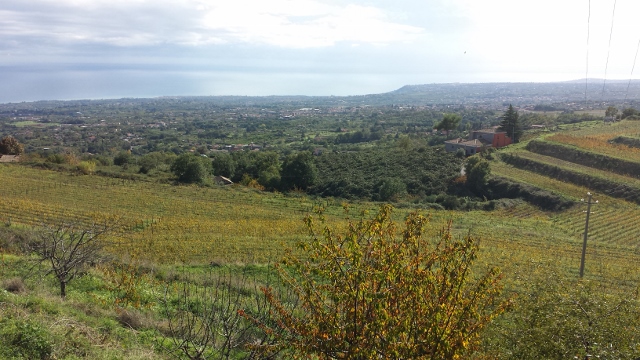 Sicily Wine Tour Barone di Villagrande vineyard