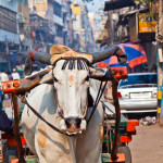 a cow pulling a cart