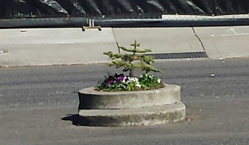 a tree growing in a concrete planter