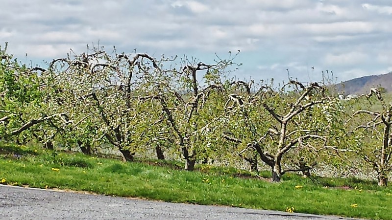 Old Hill Cider Timberville VA apple trees