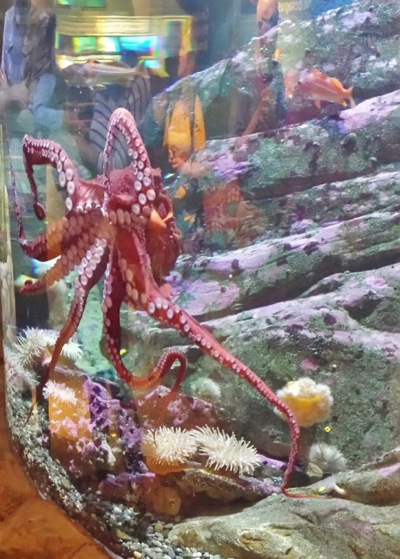 Seattle Aquarium giant octopus