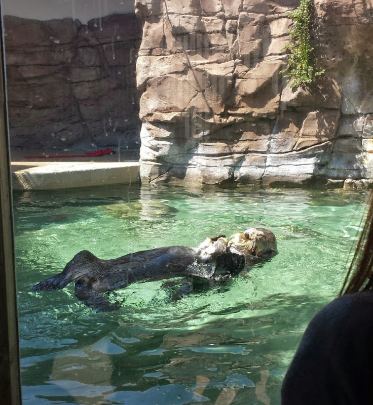 Seattle Aquarium otter