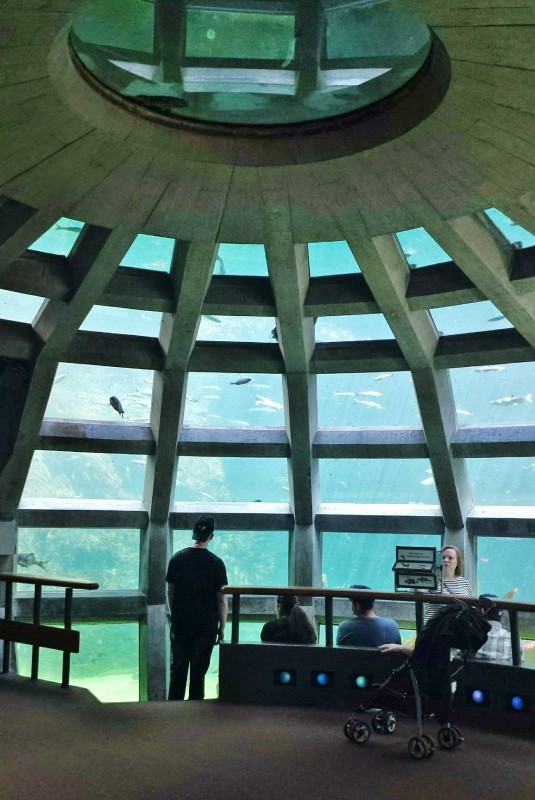 Seattle Aquarium underwater viewing