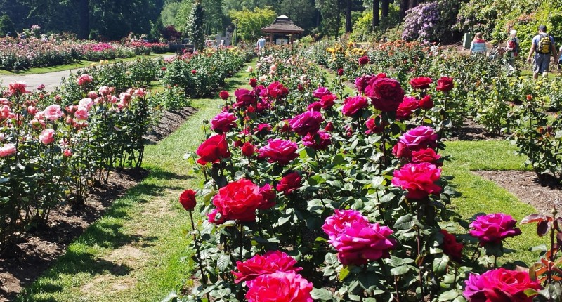 Portland’s International Rose Test Garden