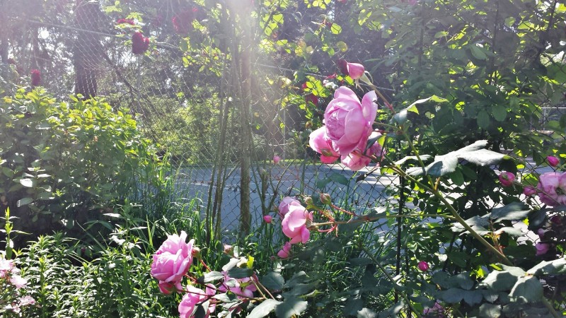 a pink flowers on a bush