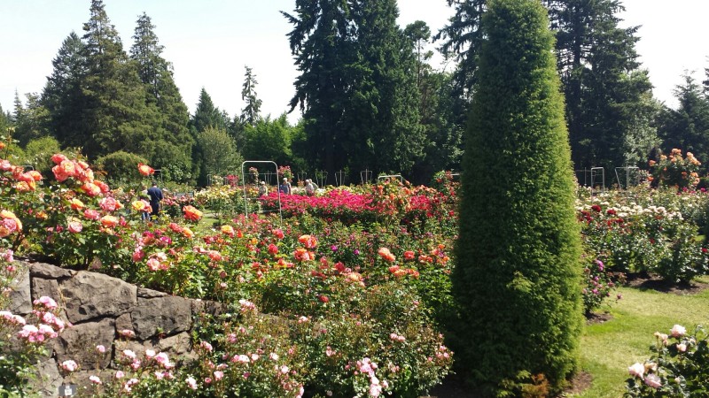 Portland International Rose Test Garden view