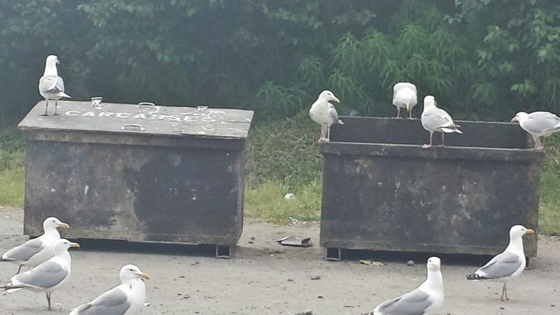 bald eagle viewing kenai peninsula soldotna dump