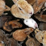 a group of rabbits in a circle