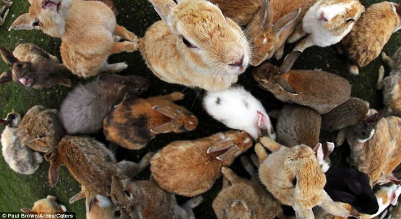 a group of rabbits in a circle