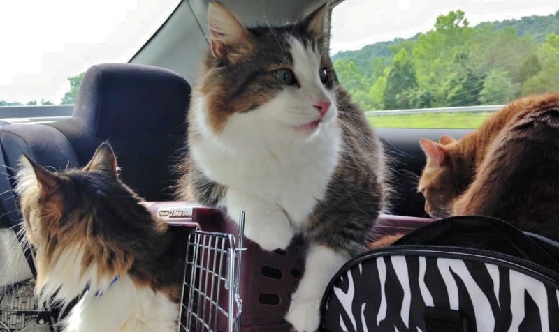 Lessons From the Road (With 3 Cats)