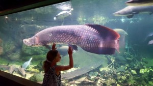 a girl touching a large fish in a tank