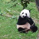 a panda sitting on grass