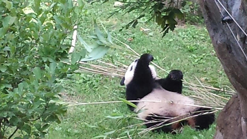 Washington DC Zoo Panda Trail feeding time - Heels First Travel