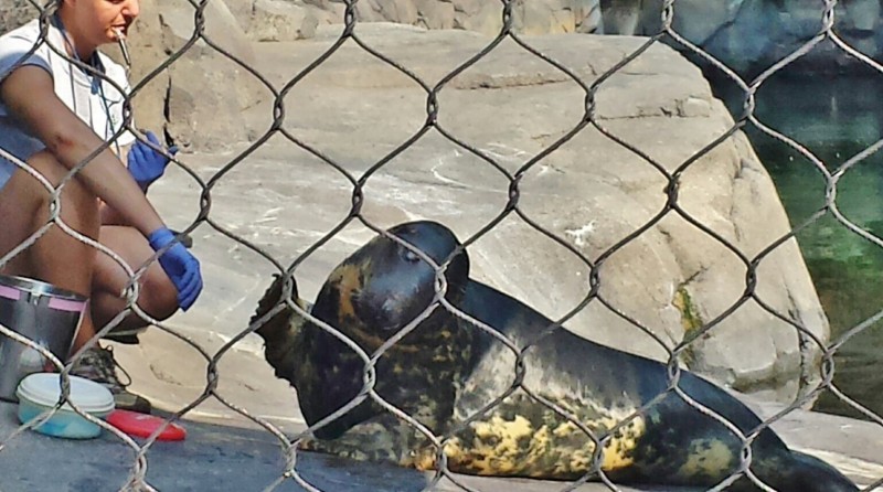 Washington DC Zoo Seal Feeding