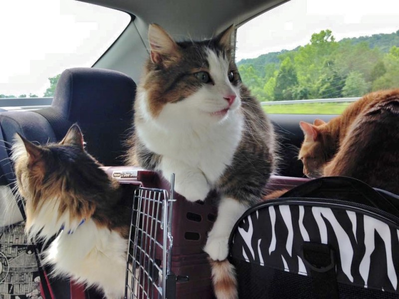 a group of cats in a car