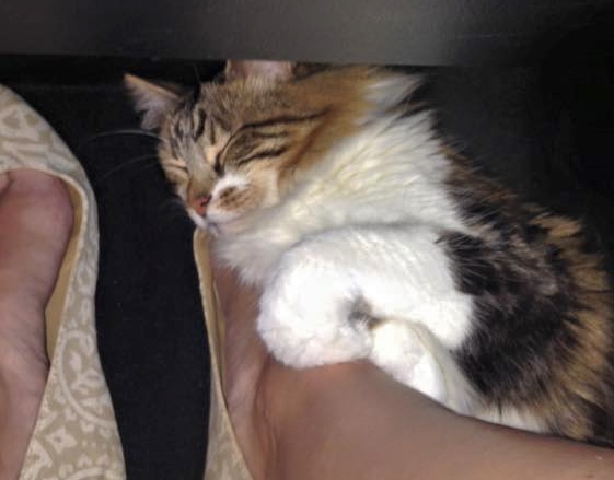 a cat sleeping on a person's leg