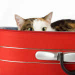 a cat in a red suitcase