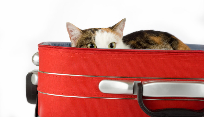 TSA Saves Cat Crammed Into Checked Luggage, Game of Thrones Hotel & More