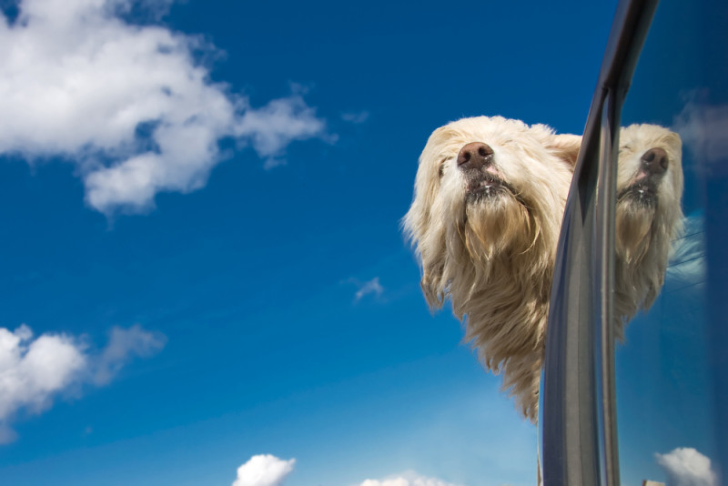 a dog looking out of a car window
