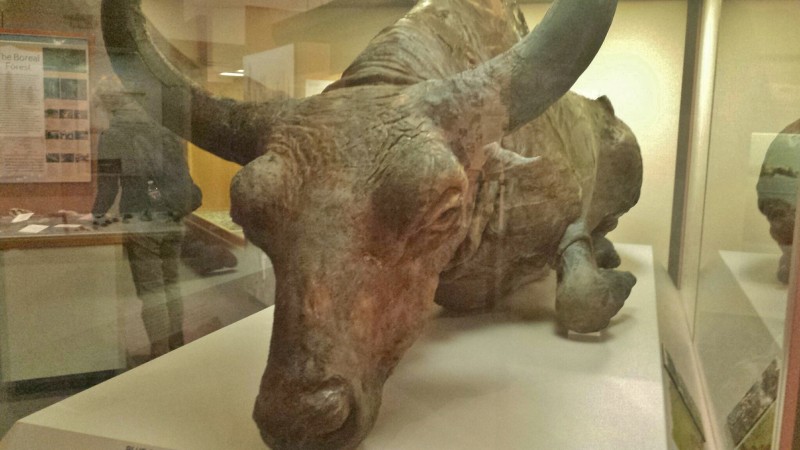 a statue of a buffalo